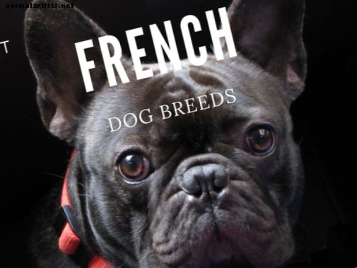 Suņi - Franču buldogs un labākās suņu šķirnes no Francijas