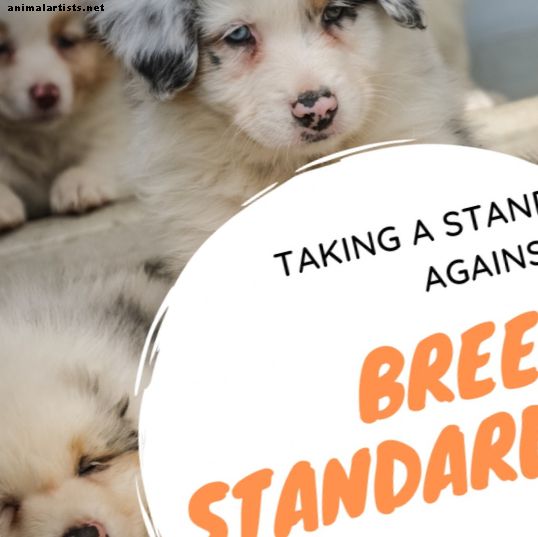 Warum wir uns gegen Hunderassestandards stellen sollten - Hunde