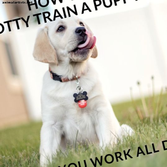Kuidas pöörane kutsikas treenida, kui töötate terve päeva - Koerad