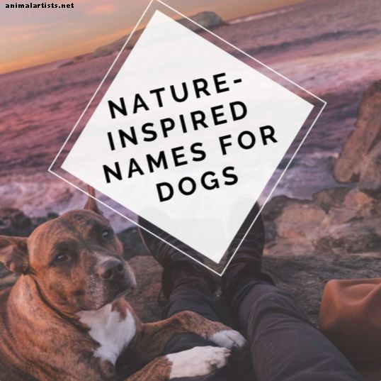 100+ pomembnih imen narave za vašega psa ali mladička