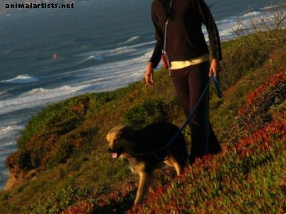 Hogyan lehet fogyni és egészségesen tartani kutyáját sétával?