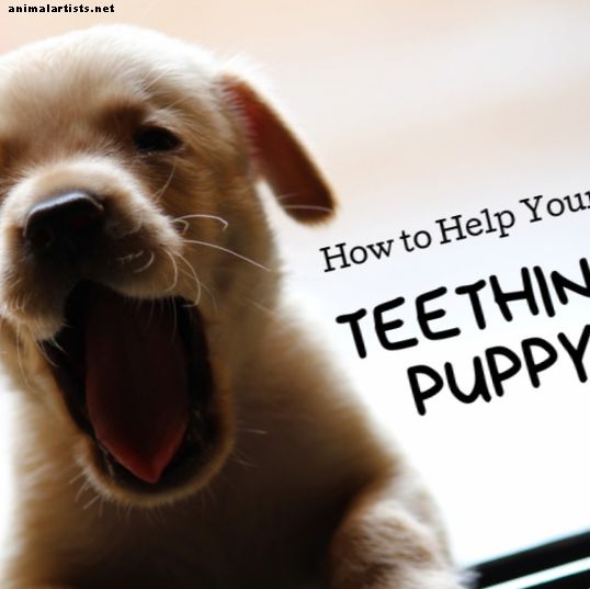 Het puppy-tandjesproces: remedies, complicaties en meer