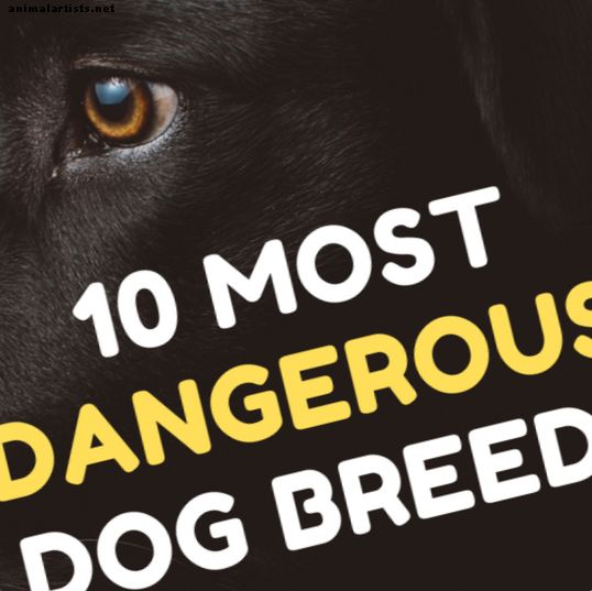 Mest farlige hunderaser: Hundbitt og angrepstatistikk