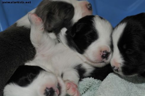 8 tipov na nájdenie dobrého chovateľa psov - Psy