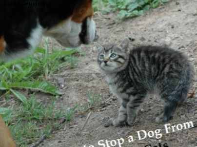 Kaip sustabdyti šunį nuo vėžių kačių