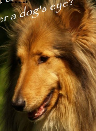 Kā suņa karnasālais zobs var izraisīt pietūkumu zem acs - Suņi