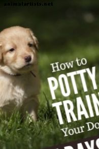 hunder - Hvordan Potty Train a Dog på 7 dager