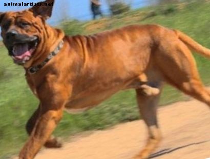 Cinq races de chiens couramment interdites