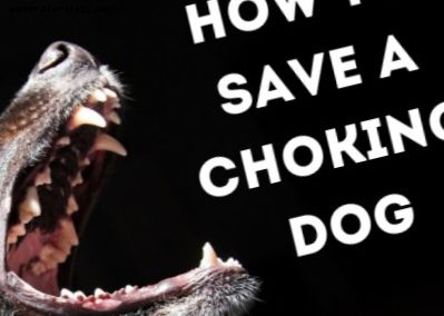A leghatékonyabb módja a fulladó kutya életének megmentésére - kutyák