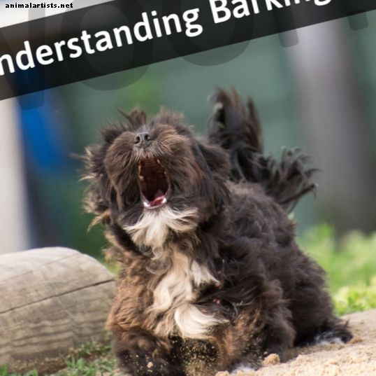 Prečo psi štekajú?  Pochopenie správania štekania a reči tela