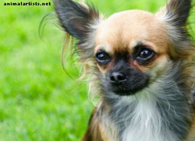 70 Ισπανικά ονόματα σκυλιών: αρσενικά και θηλυκά - Σκύλοι