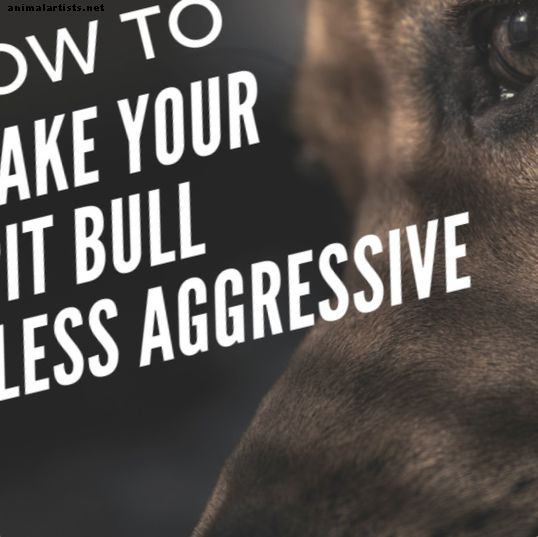 Kako vzgajati svojega pit bullja, da bo manj agresiven