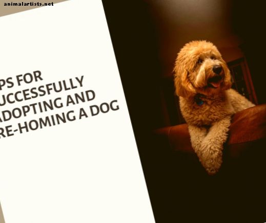 Tipps für die erfolgreiche Adoption und Rückkehr eines Hundes