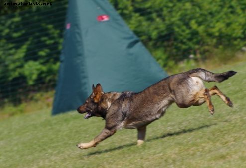 Benefícios do treinamento de pastor alemão - Schutzhund