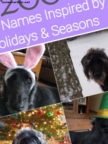 Más de 200 nombres festivos y de temporada para perros