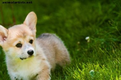9 armsamast väikesest koeratõust