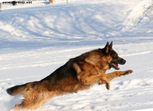 Grundlæggende om tysk Shepherd lydighedstræning - Hunde