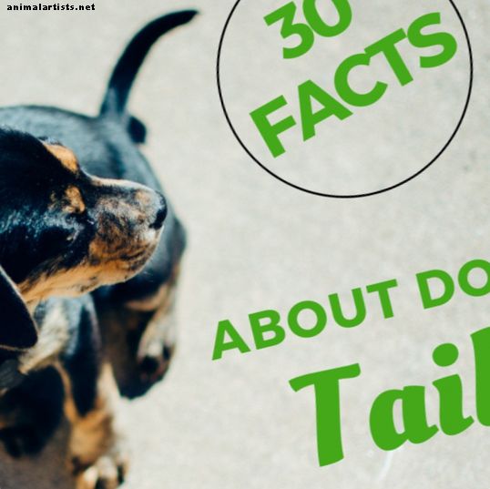 30 įdomių faktų apie šunų uodegas