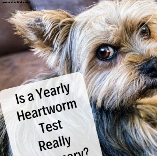 Por qué su perro no necesita una prueba de gusano del corazón todos los años