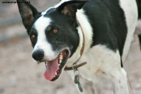 Osobný úvod do plemena psov McNab (McNab Border Collie) - Psy