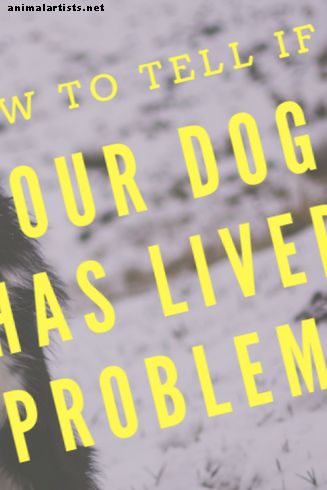 ¿Cómo puede saber si su perro tiene problemas de hígado?