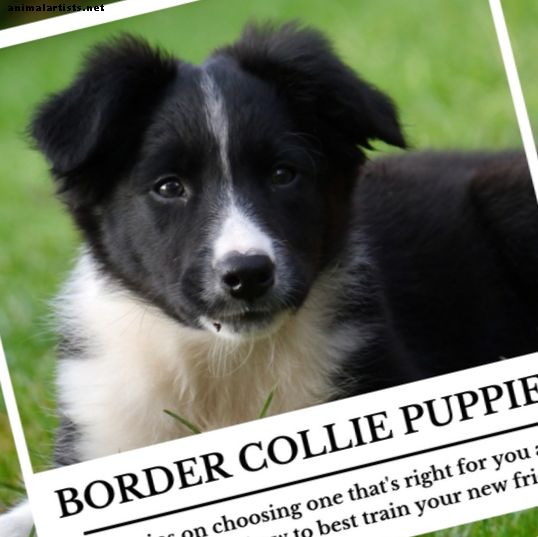 Selección y entrenamiento de un cachorro de Border Collie