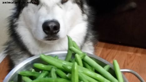 Ali lahko psi jedo zeleni fižol?