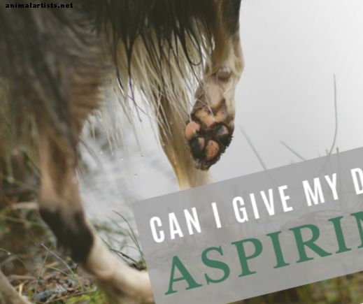 Ar galiu duoti savo šuniui aspiriną ​​už limpį?  (Aspirino vartojimas šunims)