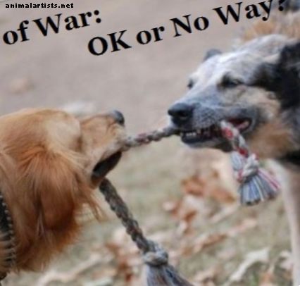 Je li u redu igrati tugu rata s psom?