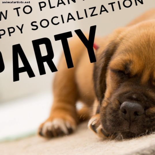 कैसे एक पिल्ला समाजीकरण पार्टी को व्यवस्थित करने के लिए