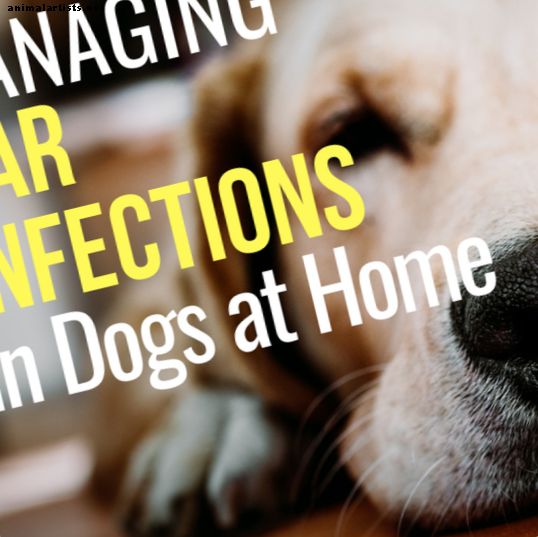 Ako liečiť psovú infekciu ucha, keď nevidíte veterinára