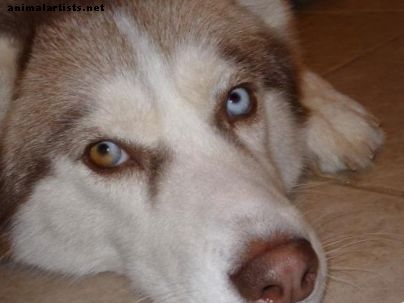 Suņi - Īpašumtiesības uz Sibīrijas haskiju: labais, sliktais un neglītais