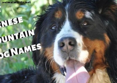 Los mejores nombres suizos para un perro de montaña bernés