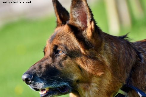 Clicker Training för tyska herdarhundar