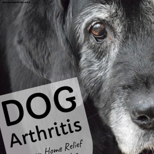 Remedios caseros y tratamientos alternativos para la artritis del perro