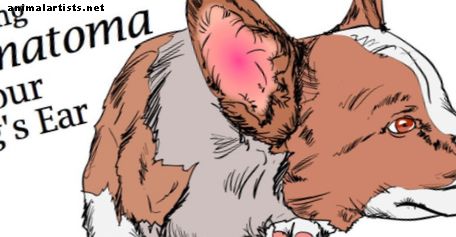 Hematoma: colgajo de oreja de perro hinchado y cómo tratarlo