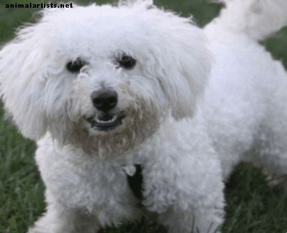 كيفية منع الكلب من العض عند الاستيلاء على ذوي الياقات البيضاء أو المفاجئة - الكلاب