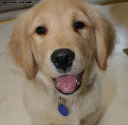 Кучета - Топ 10 най-добри (и най-сладките!) Породи кучета за семейства