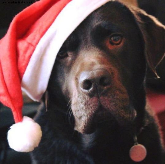 10 maneiras do Natal pode ser perigoso para seu cão - Cães