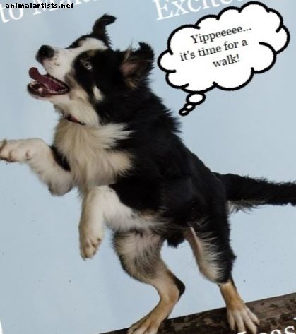 hunder - Hvordan gå en overexcited hund i bånd
