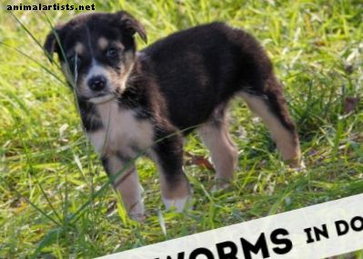 Hunde-Spulwürmer: Ursachen, Anzeichen und Behandlung