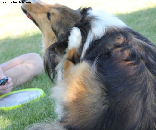 Alerģijas tabletes, kas var palīdzēt jūsu skrāpējošajam sunim, kad nevarat apmeklēt veterinārārstu