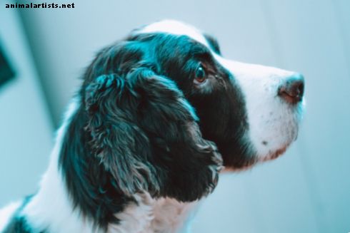 Home remedies voor hond oor schimmelinfecties
