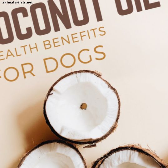 Kokosriekstu eļļas priekšrocības suņiem