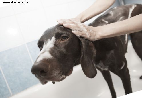 5 parimat haiseva koera hooldamise näpunäidet