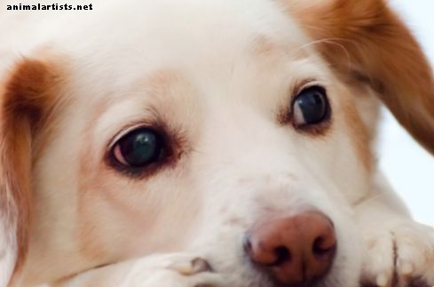 Blir hunder deprimerte om vinteren?  Hvordan sesongbetinget affektiv lidelse (SAD) kan påvirke kjæledyret ditt