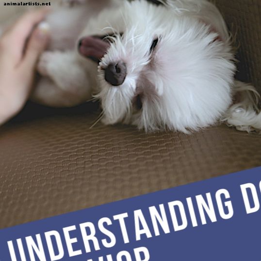 Izpratne par suņa ķermeņa valodu: kā nomierināt suni