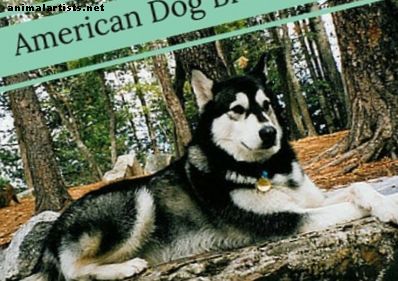 6 razas de perros que se originaron en los Estados Unidos - Perros