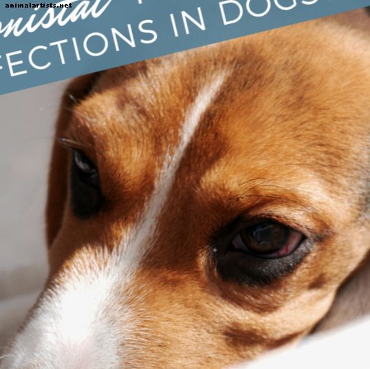 Monistat peut-il traiter l'infection de l'oreille de votre chien?