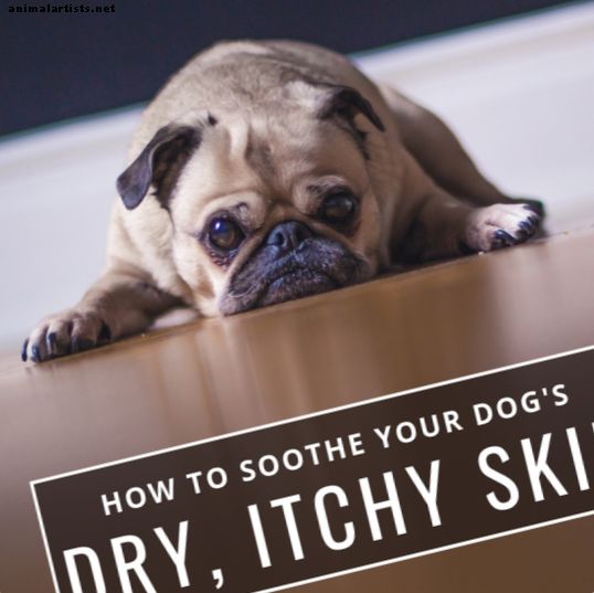 Hunde - Trockene Haut bei Hunden (Tipps und Heilmittel zur Beruhigung juckender Haut)